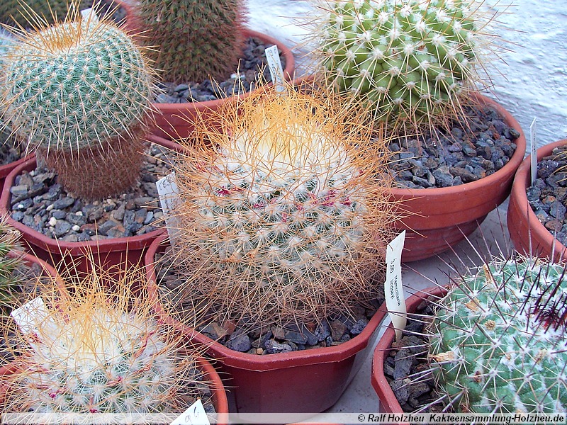 52 Mammillaria leptacantha