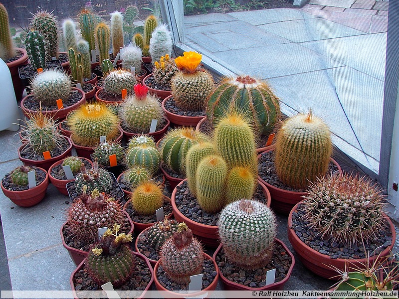 54 Notocactus und Parodia