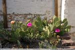04 Opuntia spec.