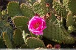05 Opuntia violett