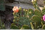06 Opuntia orange