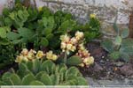 07 Opuntia humifusa