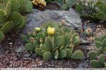 08 Opuntia spec.