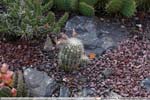 10 Echinocereus reichenbachii