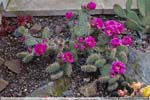 11 Opuntia spec.