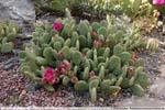 15 Opuntia spec.