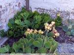 19  ganz hinten Opuntia humifusa
