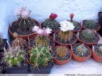 22 Gymnocalycium
