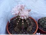 25 Gymnocalycium spec.