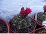 26 Gymnocalycium baldianum