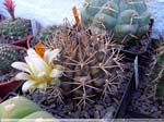 27 Gymnocalycium schickendantzii