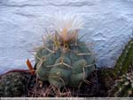 28 Thelocactus spec.