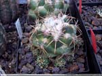 30 Coryphantha sulcolanata