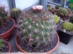 31 Gymnocalycium saglionis