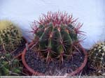 33 Ferocactus stainesii var. pilosus
