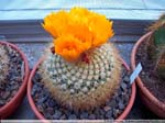 34 Parodia spec.