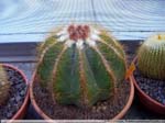 36 Eriocactus magnificus