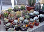 39 Astrophytum
