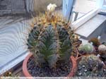 40 Astrophytum ornatum
