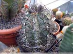 41 Astrophytum senile