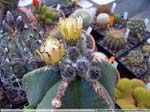 44 Astrophytum myriostigma var. nudum