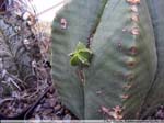 45 ganz besondere Wuchsform an Astrophytum myriostigma var. nudum