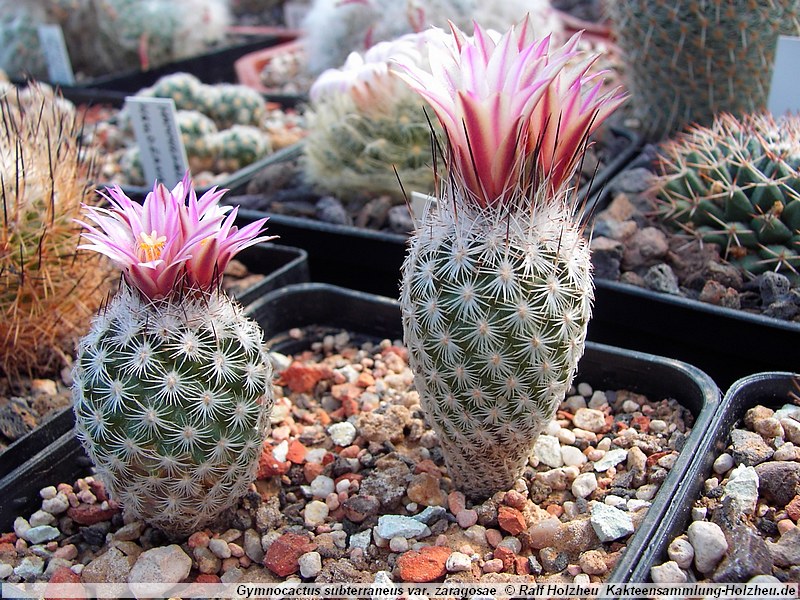 Gymnocactus Backeberg