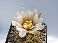 Click to enlarge Highslide JS
