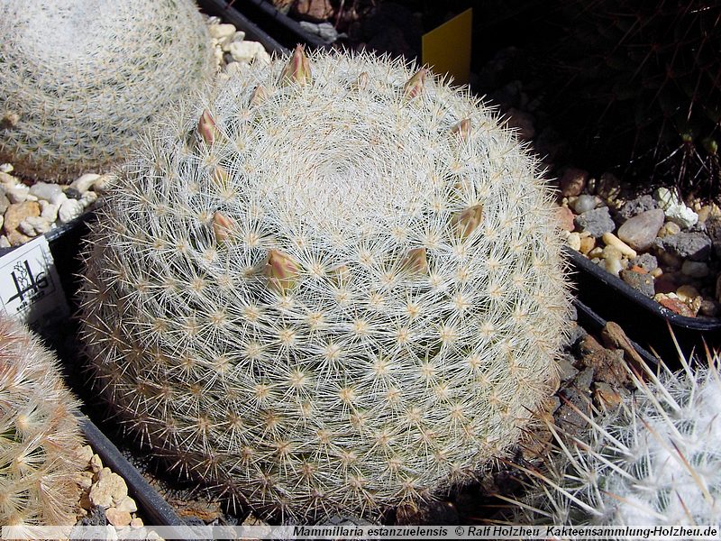  - Mammillaria_estanzuelensis_00