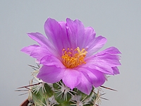 Click to enlarge Highslide JS