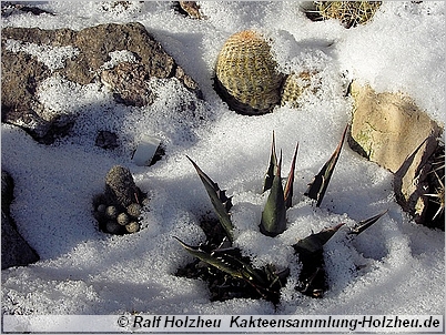 Kakteensammlung-Holzheu.de - winterharte Kakteen