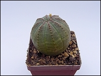 Euphorbia_obesa.JPG