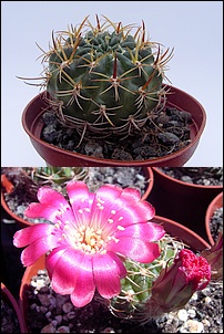 Lobivia_pentlandii.jpg