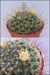 Mammillaria_aurihamata.jpg
