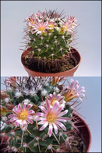 Mammillaria_carnea.JPG