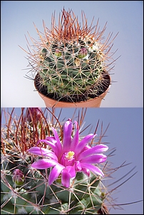 Mammillaria_craigii.jpg