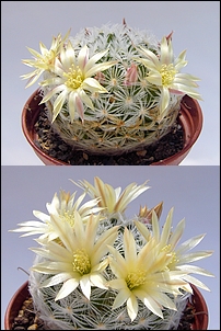 Mammillaria_duwei.jpg