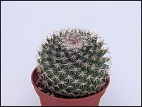 Mammillaria_formosa.JPG
