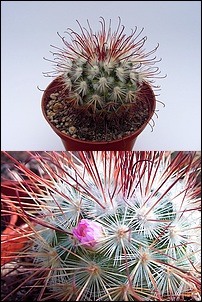 Mammillaria_moelleriana.jpg