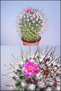 Mammillaria_polytele_ssp._obconella.jpg
