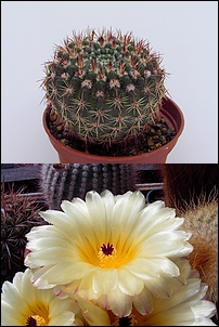 Notocactus_mammulosus.jpg