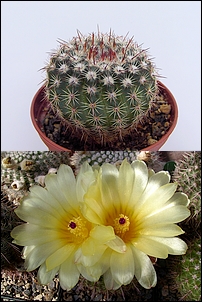 Notocactus_mueller-melchersii.jpg