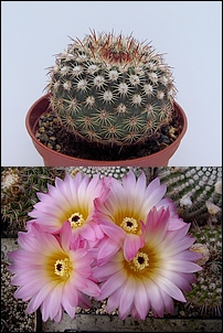 Notocactus_rutilans.jpg