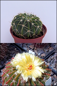 Notocactus_sellowii.jpg