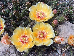 Opuntia_fragilis.JPG