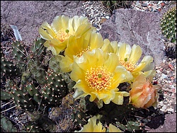 Opuntia_fragilis_var_denudata_Prag.JPG