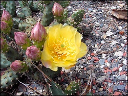 Opuntia_rutila_mini.JPG