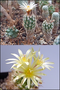 Turbinicarpus_krainzianus_ssp._minimus.jpg