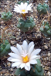 Turbinicarpus_macrochele.jpg