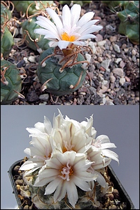 Turbinicarpus_rioverdensis.jpg